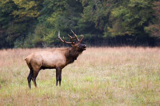 Elk Bugling in a Field