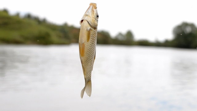 Caught carp on the hook