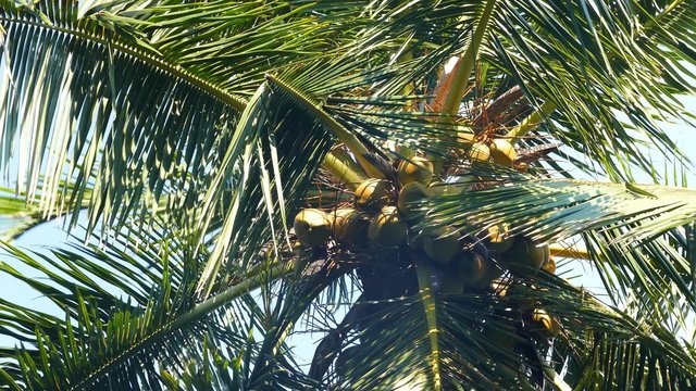 branches of coconut palm against blue sky 4k
