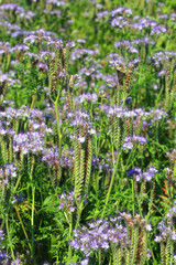Fototapeta premium fiddleneck flowers