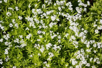 Woodruff with white flowers, Galium odoratum