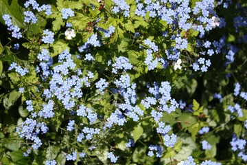 Forgetmenots blue Flowers in Summer