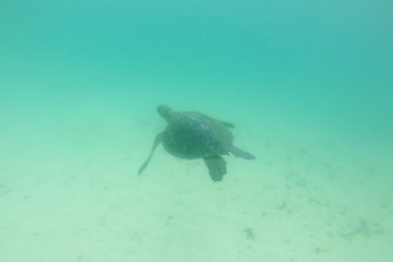 Sea turtle swimming alone underwater. Galapagos