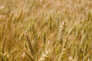 golden rye field