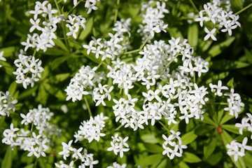 Woodruff with white flowers, Galium odoratum