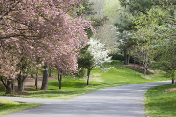 Spring Trees in Bloom Beside Driveway