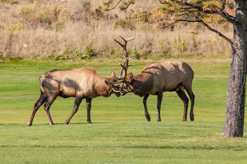 Bull Elk fighting in the Rut