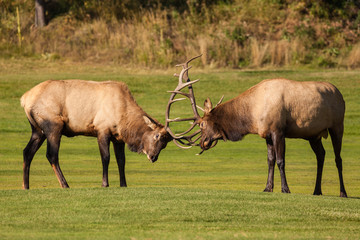 Naklejka na ściany i meble Bull Elk fighting in the Rut