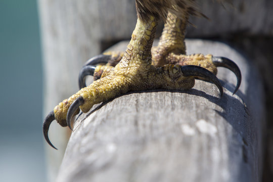 Legs And Claws Of An Eagle, Galapagos