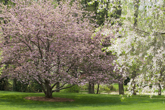 Cherry Tree and Dogwood Tree in Bloom