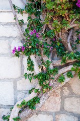 Fototapeta na wymiar Mediterranean plant on building's wall