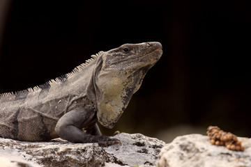Iguana on black