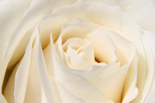 Magnifique rose blanche