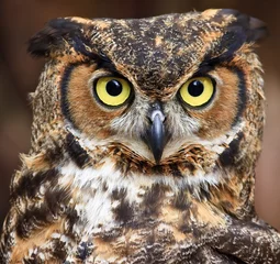Cercles muraux Hibou Great Horned Owl