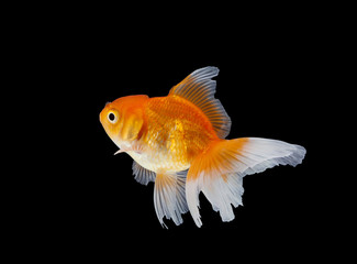Gold fish. Isolation 
