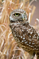 Burrowing Owl