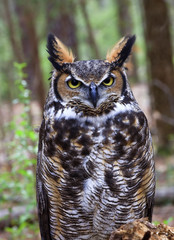 Great Horned Owl in the Forest