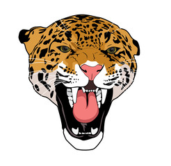 Leopard wild cat isolated on white background © okili77