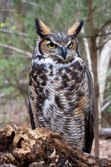 Great Horned Owl