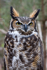 Great Horned Owl