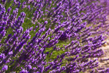 Lavender flower blooming scented fields