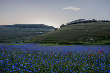 Fioritura - Castelluccio di Norcia