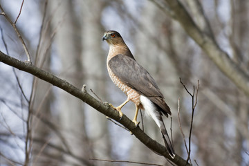 Coopers Hawk on a Tree Branch