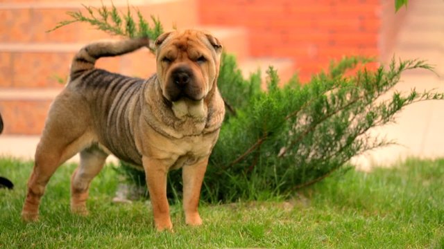 Graceful Shar Pei Wagging Tail At The Lawn