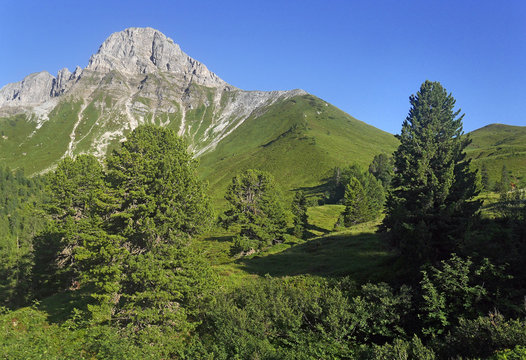 Zirbenwald - mountain pines