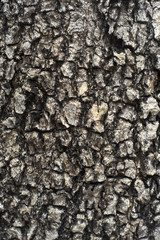 Real white stones texture background