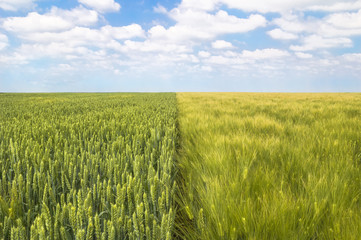 Wheat and barley field with clear sky and clouds.