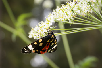 Schmetterling an einer Blüte © klickit24