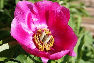 Raindrops on a peony in the garden
