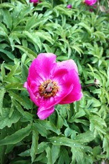 Peony flower in garden on green background