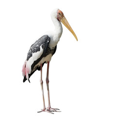 painted stork bird or mycteria leucocephala on white background