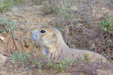 Black-tailed Prairie Dog Peeking out of its Burrow