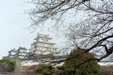 Fototapeta premium Himeji castle with white cherry blossom trees.