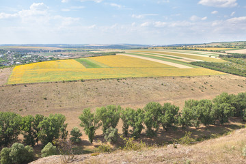 Fototapeta premium agricultural fields