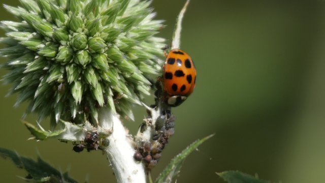 Harlequin ladybird consuming aphids, (4K, 30fps)