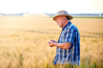 Naklejka na ściany i meble Mature farmer with straw hat checks wheat grain