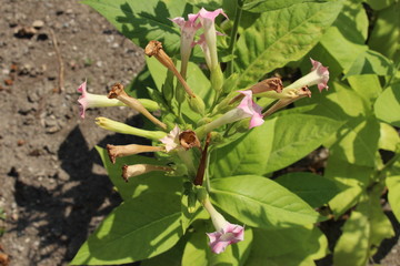 Pinkish 