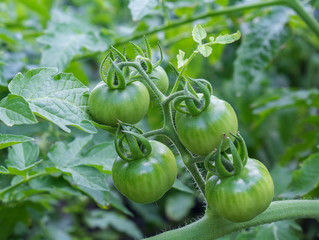 Bunch of unripe green tomatoes in the garden