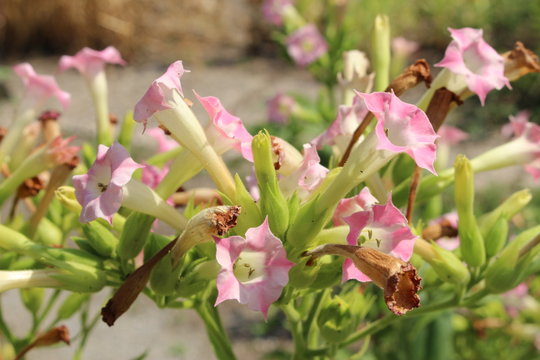 how is cigarette tobacco made How Are Cigarettes Made: A Detailed Look at the Production Process
