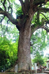 Obraz premium 小木阿蘇神社の大クスノキ