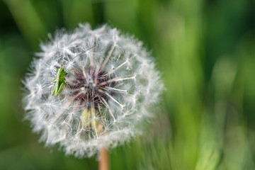 Dandelion with a grasshopper on green background - selective focus