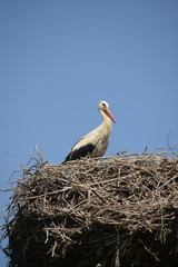 Storks family in the nest.