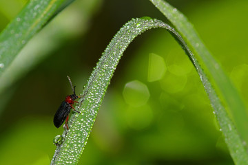 Bug on a strand of grass covered in dew droplets of water