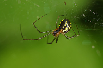 Spider against blurred green background
