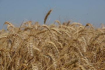 Fototapeta na wymiar Beautiful Image of Golden Wheat Field.Harvest concept.