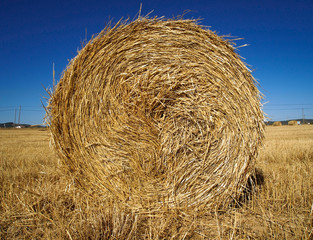 stalk of straw in field